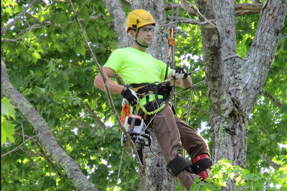 Tree Evaluation - Tree Services | Call Your Local Tree Trimming Service
